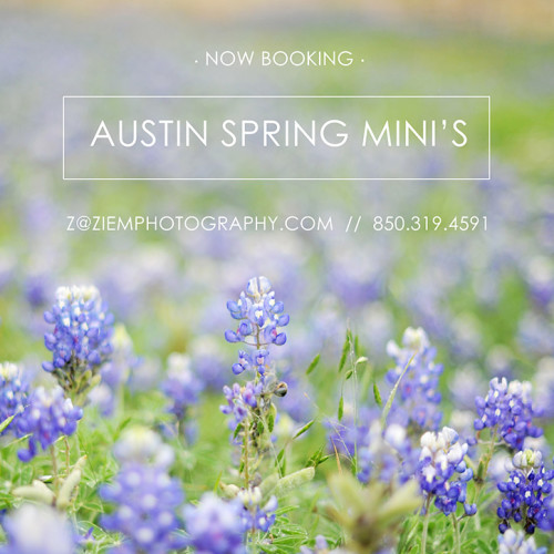 Austin Spring Mini Bluebonnet Photographer locations mini sessions family child newborn photographers ziem photography austin family newborn child photographer